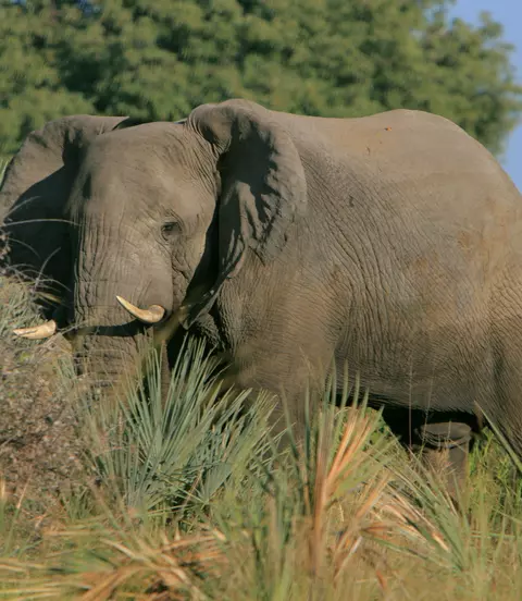 Okavango Delta
